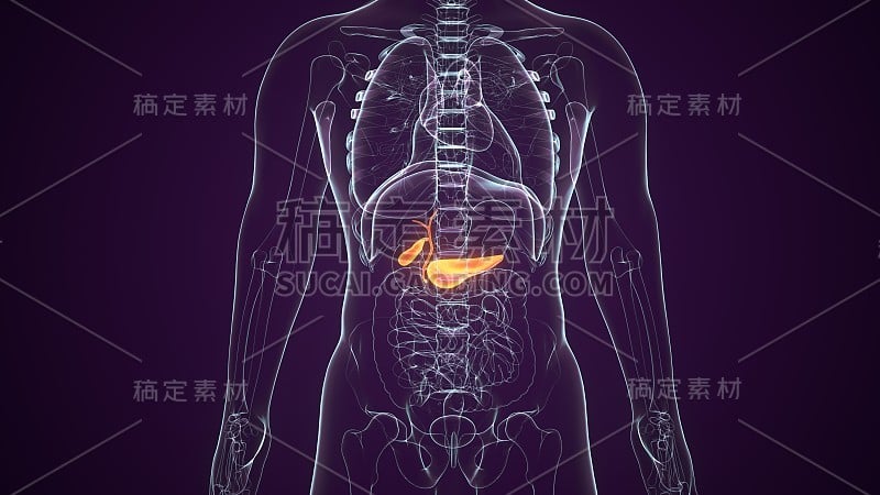 胆囊的3d渲染医学精确的插图