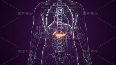 胆囊的3d渲染医学精确的插图