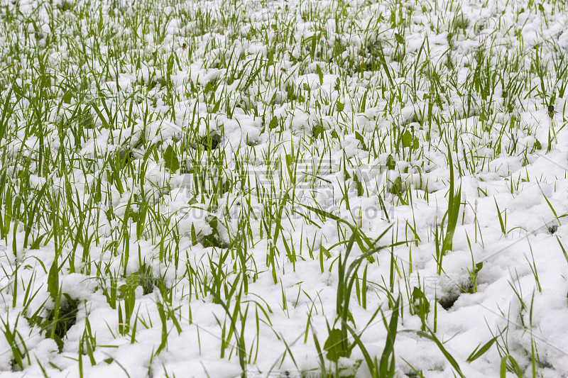 雪下的草