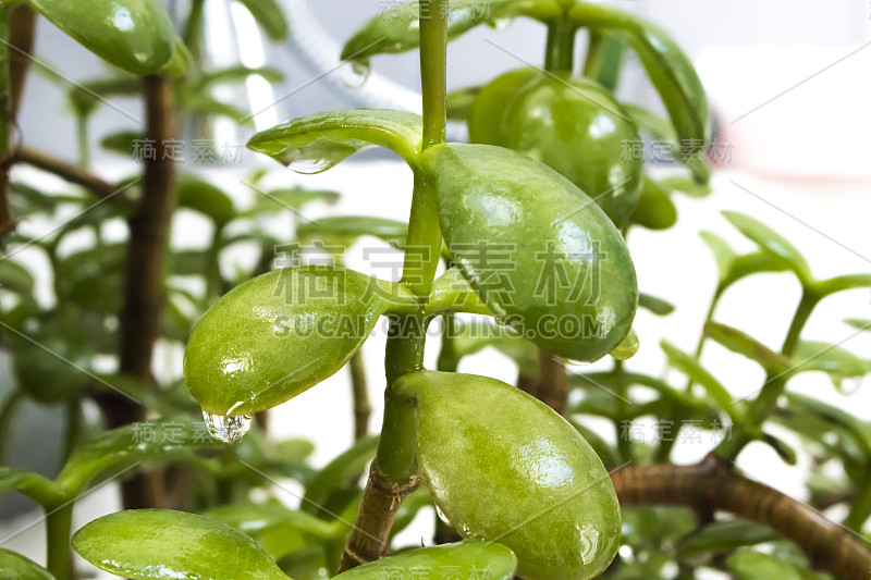 肉质植物/玉树/友谊树/幸运树/钱树