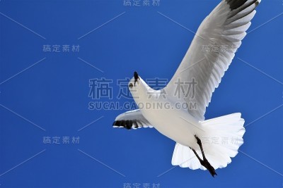澳大利亚西部印度洋科特斯洛海滩的新荷兰草