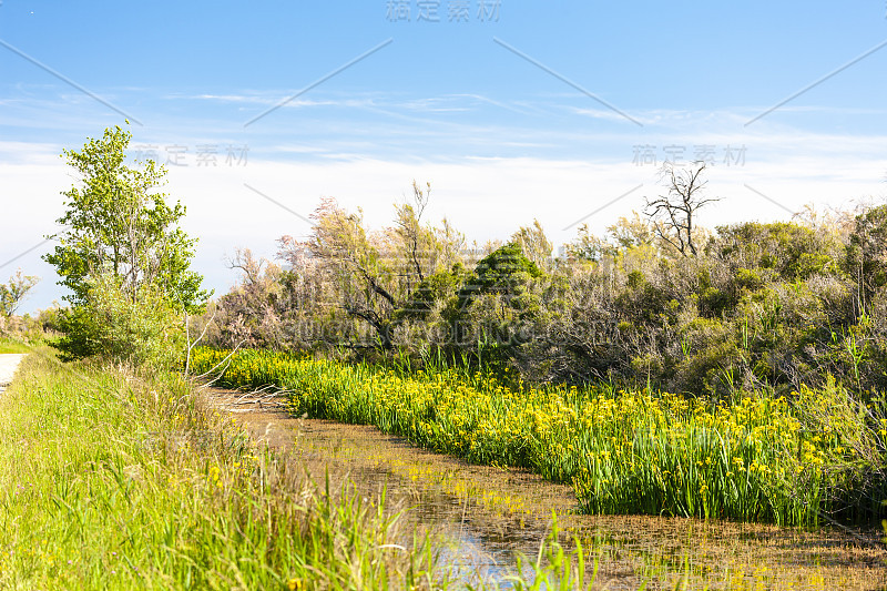 法国普罗旺斯南部的Camargue