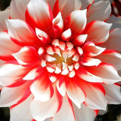 日本奈良的大丽花