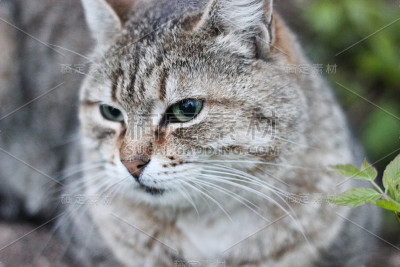 灰色带条纹猫坐在草地上