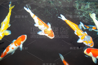 池塘里五颜六色的锦鲤享受着饲料漂浮的乐趣