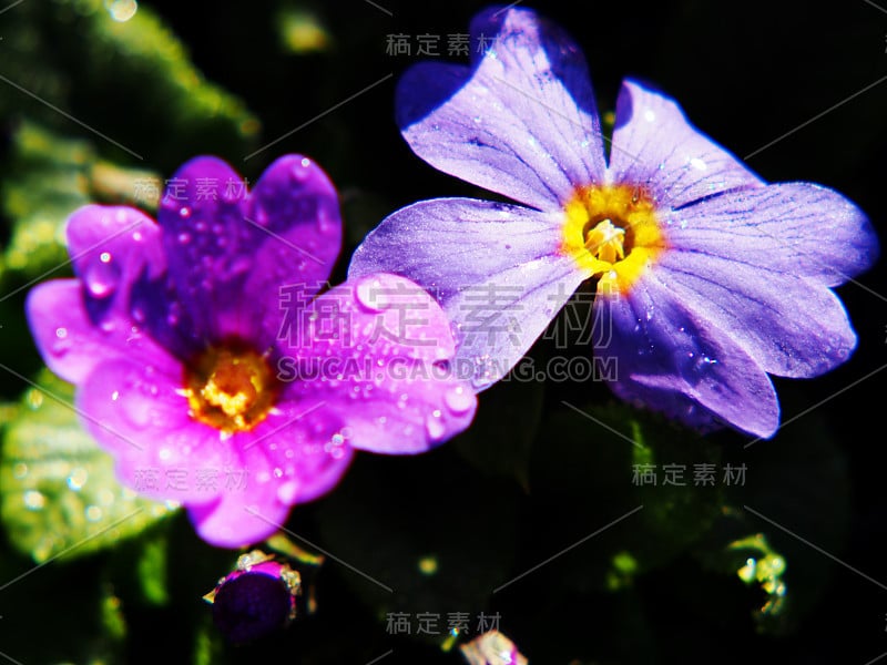 《樱草花