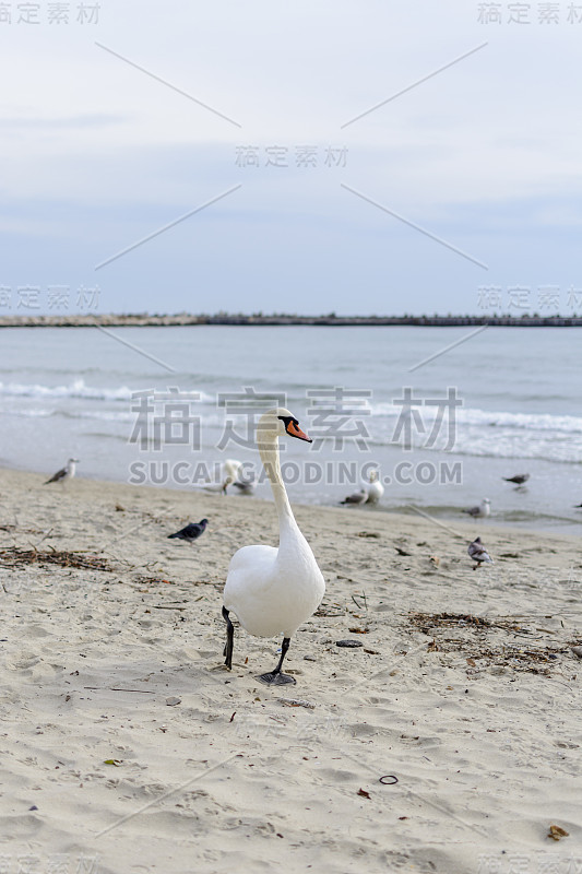 天鹅在海滩上摆姿势