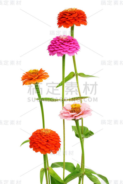 一束百日菊