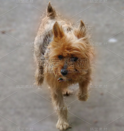 约克郡犬