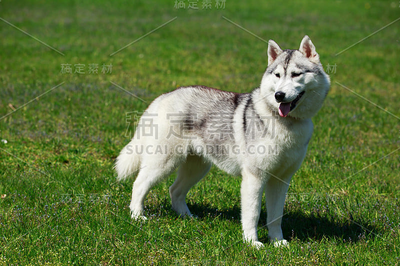 狗阿拉斯加雪橇犬