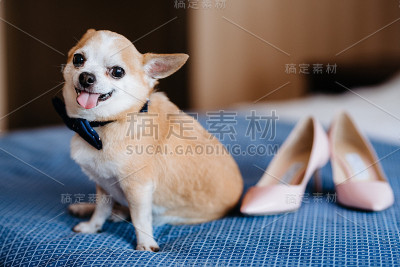 吉娃娃狗和蝴蝶