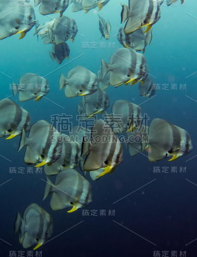 蝙蝠鱼