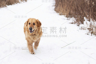 老金毛犬冬季肖像