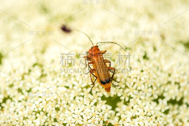 士兵甲虫，一种野生胡萝卜花上的Cantharis