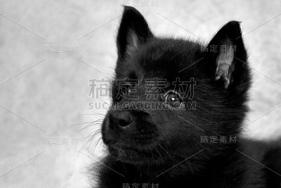 一只黑白相间的小狗的肖像。