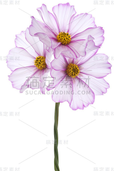 宇宙的花