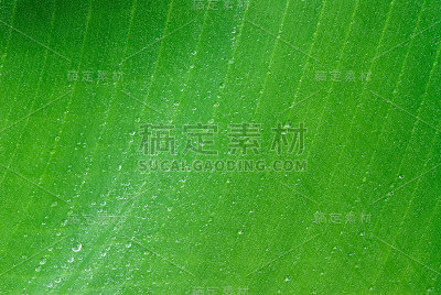 绿色香蕉叶子