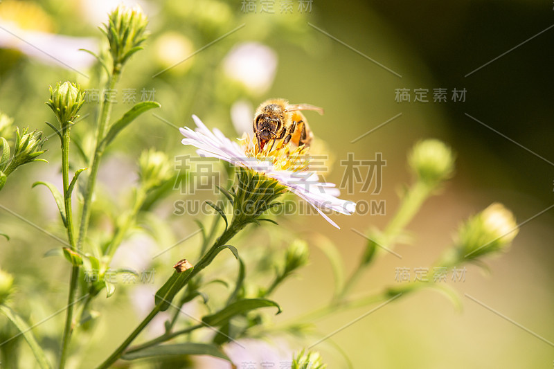 欧洲蜜蜂