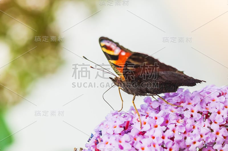 这是一只孔雀蝴蝶，正在从花园里的紫色蝴蝶丛中采蜜。