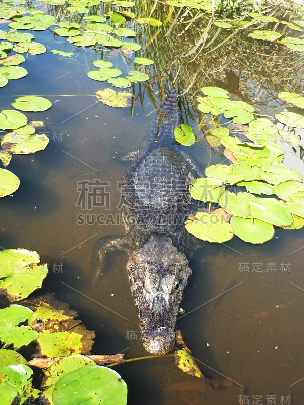 阿根廷Ibera河口的凯门鳄