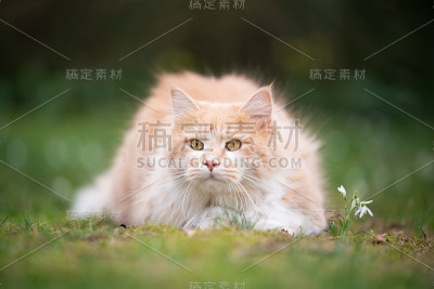 花猫