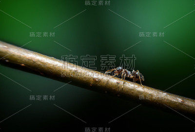 蚂蚁微距摄影