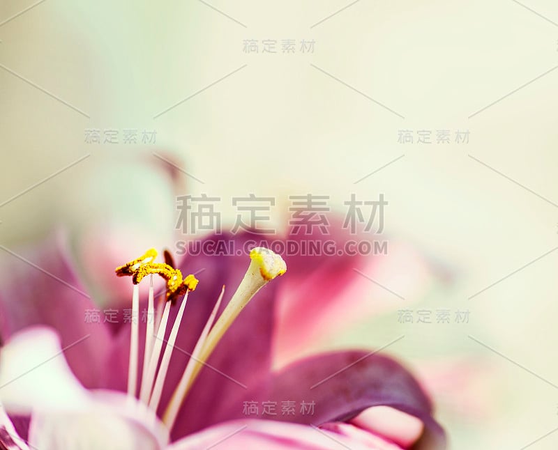 粉红色的花在模糊的背景上，美丽的粉红色百合在阳光下，抽象的自然背景与粉红色的花