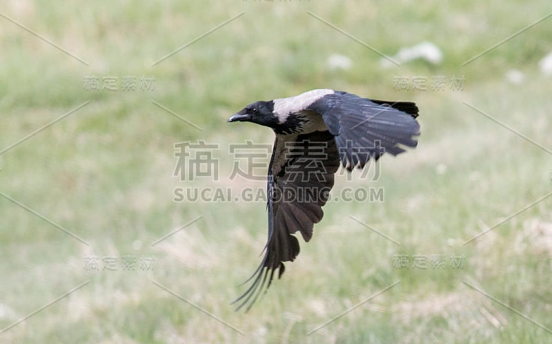 吃腐肉的乌鸦