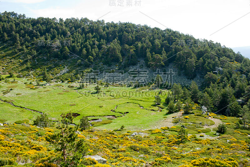 美丽的夏季景观，草原和森林