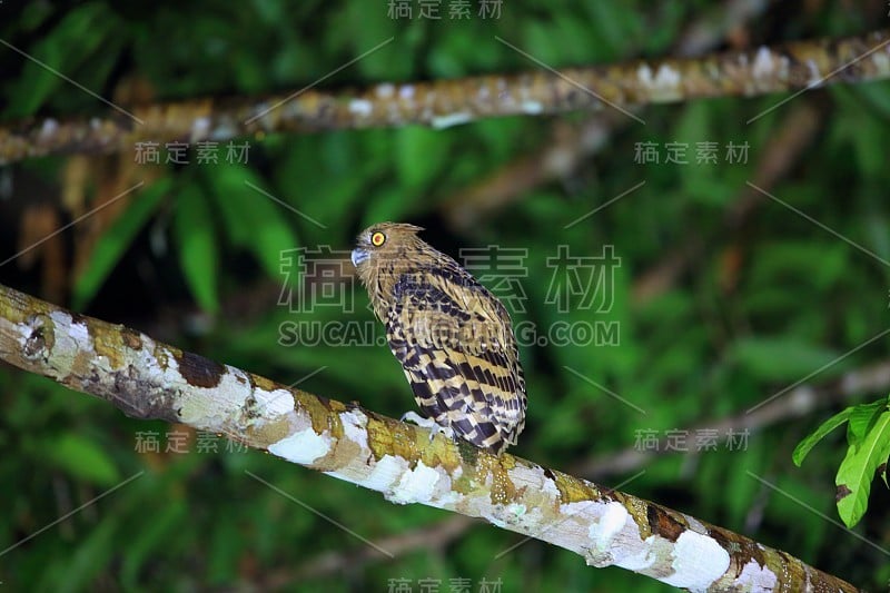 马来西亚的Buffy Fish Owl (Ketupa ketupu)