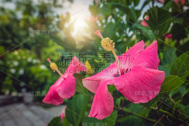 月季花在夏天盛开