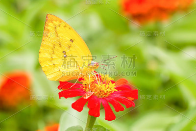 墨西哥向日葵上的蝴蝶