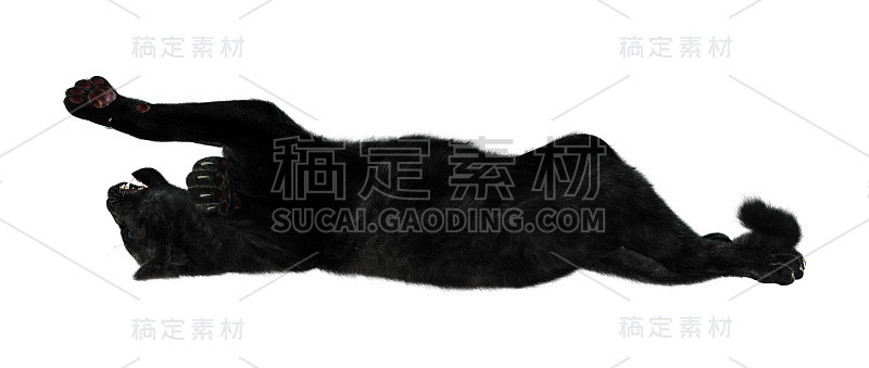 3D渲染大猫黑豹在白色