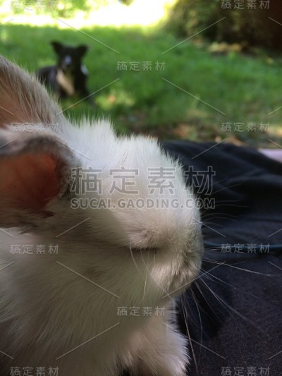 小兔子
