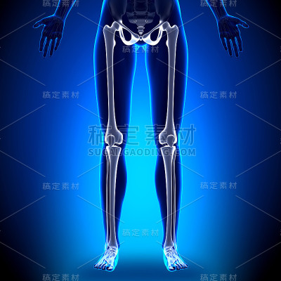女性腿-解剖学骨头