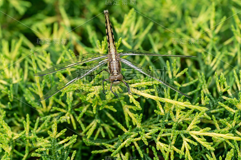 宏观美丽的年轻黑尾skimmer (Orthetrum cancellatum)雌。这种蜻蜓属于蜻蜓