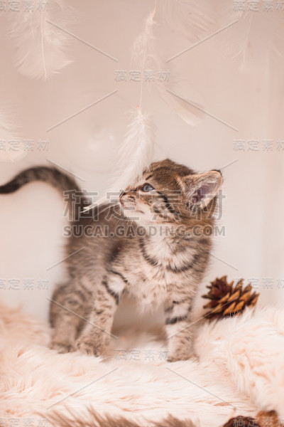 浅色背景上的深色小猫。美丽温柔的小猫，