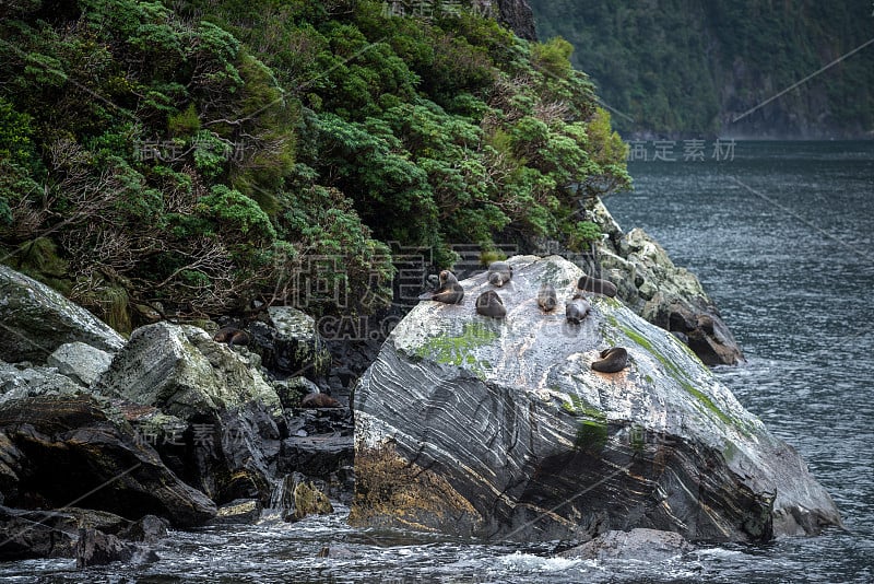 毛海豹在海豹岩石上，米尔福德海湾，新西兰