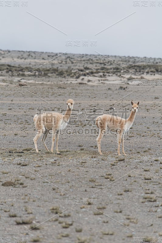 Vicuñas在钦博拉索