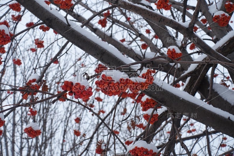 红色的花楸浆果在冬天被雪覆盖