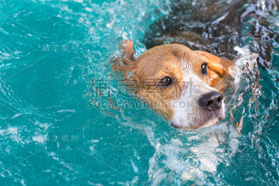 小比格犬在阳光下游泳