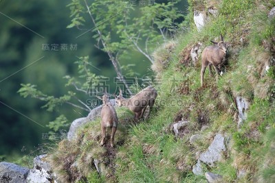 查莫瓦（鲁皮卡普拉鲁皮卡普拉）沃斯盖斯山，法国格姆森沃格森
