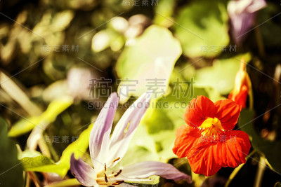 旱金莲花
