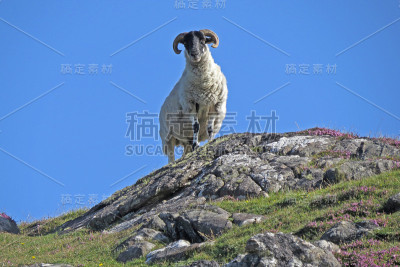 苏格兰猛攻蓝天