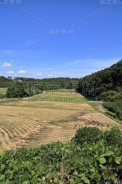 收割后的稻田。