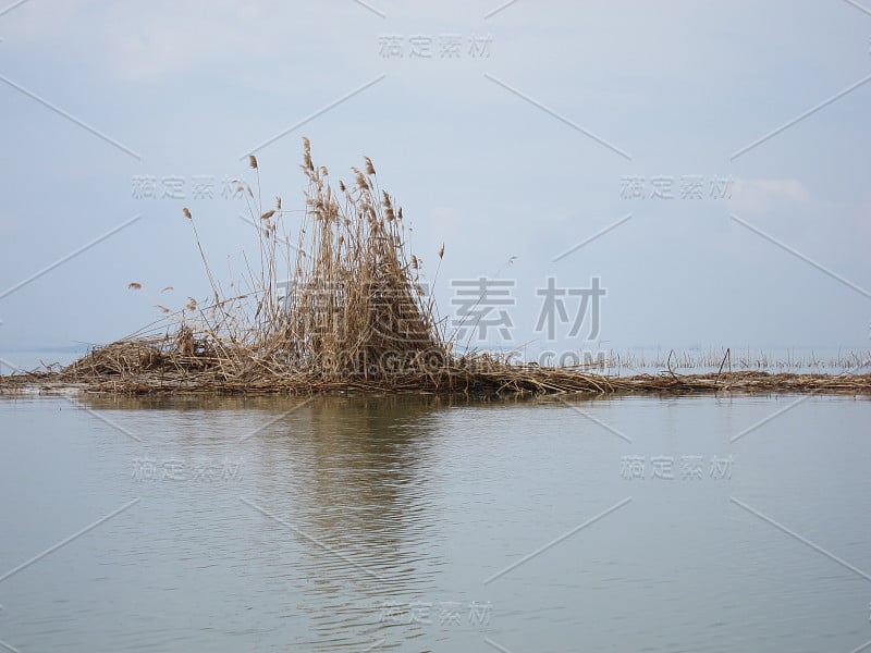 在一个宁静的湖里，芦苇干枝的倒影