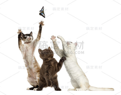 猫试图抓住一只蝴蝶，孤立在白色