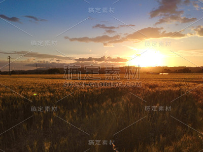 金麦田景观