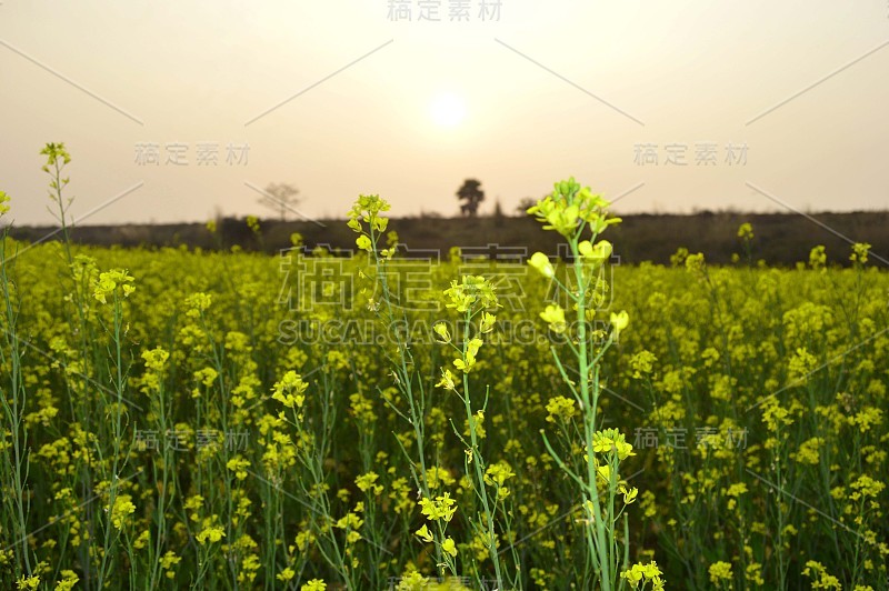 美丽的黄芥末田