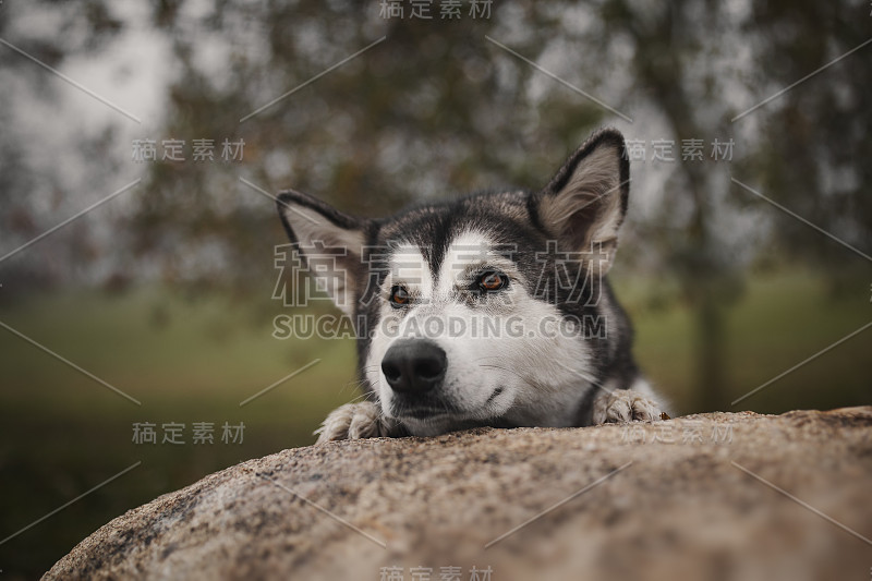 一只阿拉斯加雪橇犬在石头上